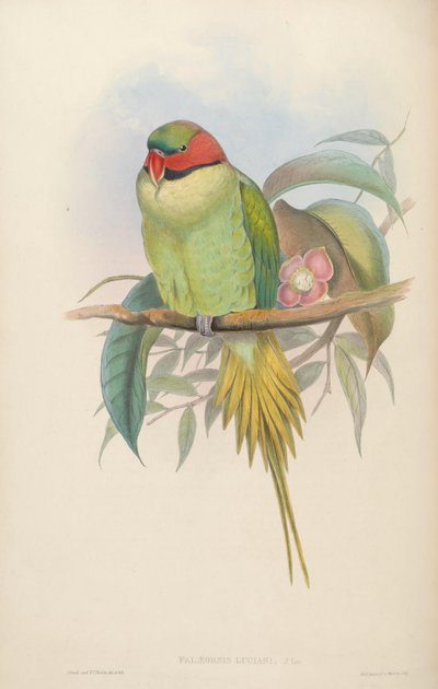 Birds of Asia by John Gould